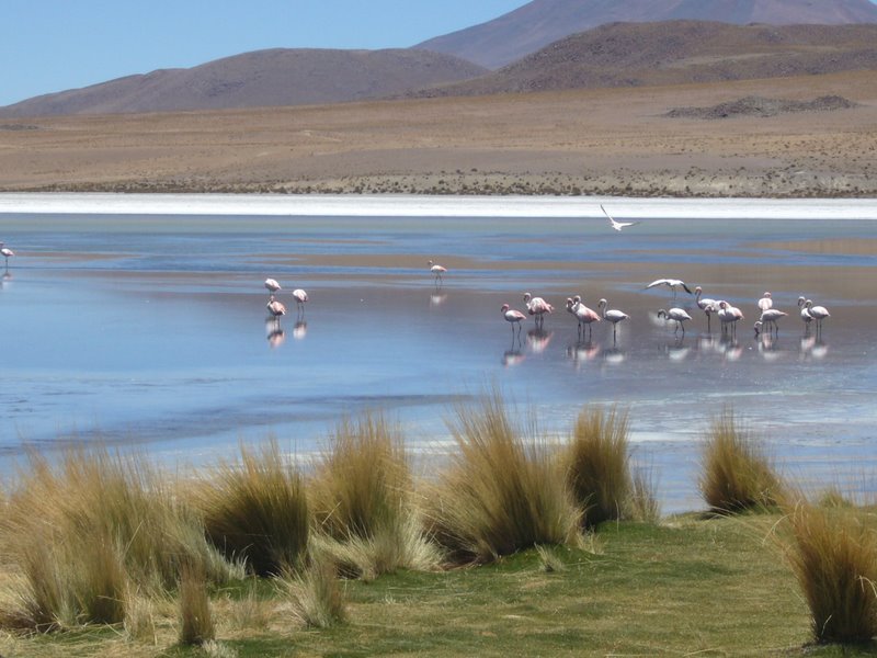 Travel - Bolivia - Salar De Uyuni - The Lakes